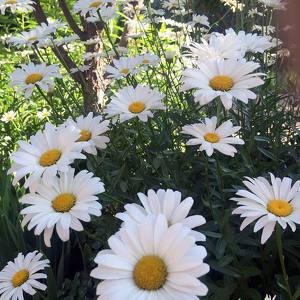 Cheyenne Botanic Gardens