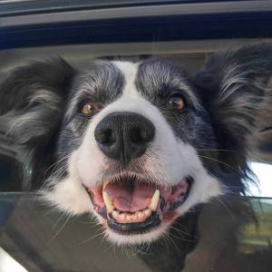 Event Home: Fountain & Furries