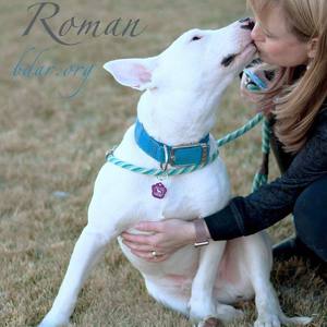 Black Dog Animal Rescue